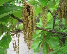 kaiyun-??馛1??鱛|i凹?G7鄟?226竎'詝e?栎?蚩6犲|睻巅的简单介绍